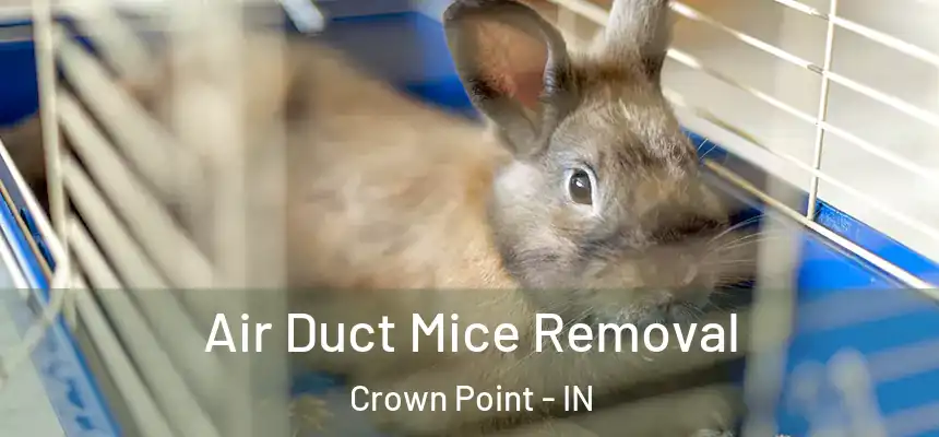 Air Duct Mice Removal Crown Point - IN